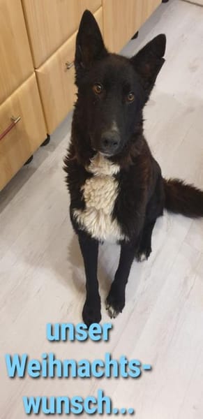 FINN - junger verschmuster Schäferhund
