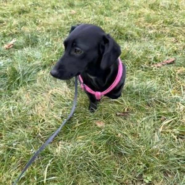 Vermittlungshilfe für Vesna 🐾