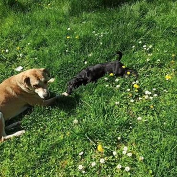Vermittlungshilfe für Vesna 🐾