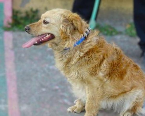 LOLA 2 sucht Familie
