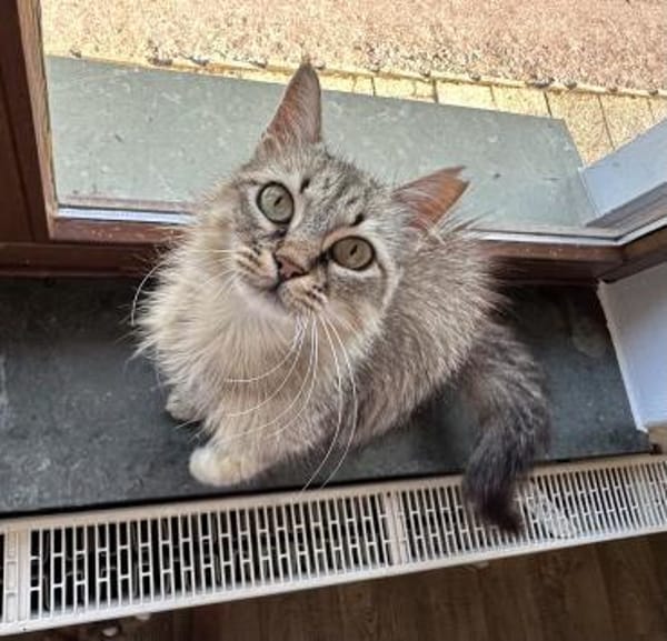 Flauschball Pebbles