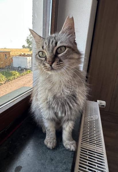 Flauschball Pebbles