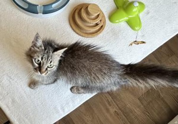 Flauschball Pebbles