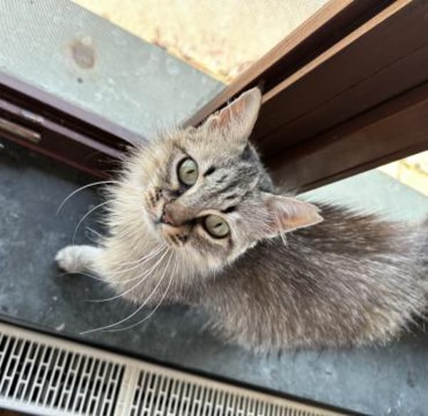 Flauschball Pebbles