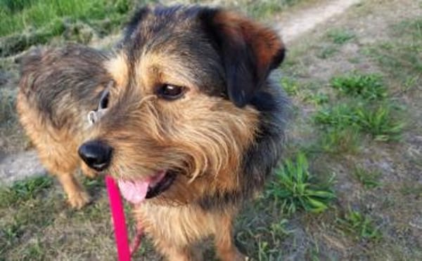 Hundebub Smartie sucht sein Zuhause!