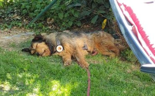 Hundebub Smartie sucht sein Zuhause!