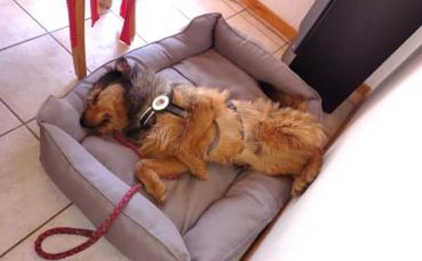 Hundebub Smartie sucht sein Zuhause!