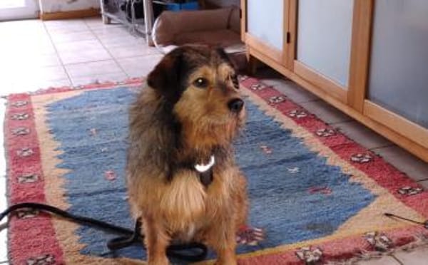 Hundebub Smartie sucht sein Zuhause!