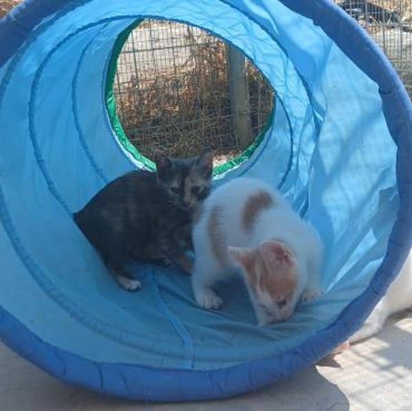 Zarte Lola sucht Familie