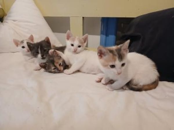 Zarte Lola sucht Familie