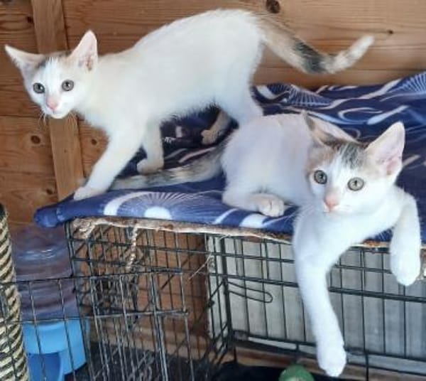 Kleine Luna sucht ein Zuhause
