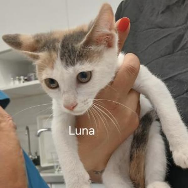 Kleine Luna sucht ein Zuhause