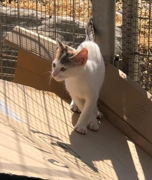Kleine Luna sucht ein Zuhause