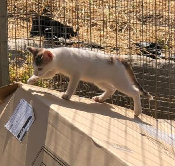 Kleine Luna sucht ein Zuhause