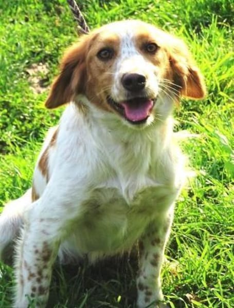 Hundedame LAURA