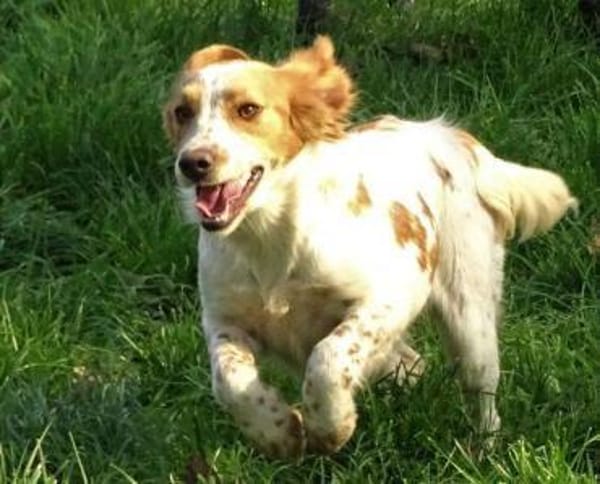 Hundedame LAURA
