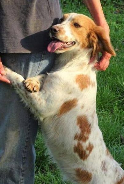 Hundedame LAURA