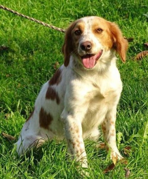 Hundedame LAURA
