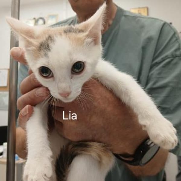 Lia, kleine Maus mit großem Herz!