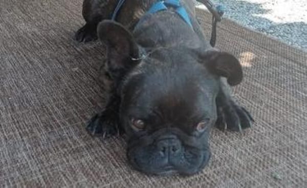 Zuhause gesucht für unsere Mory