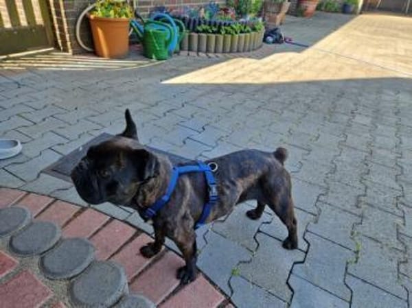 Zuhause gesucht für unsere Mory