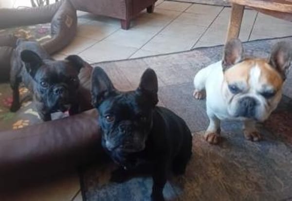 Zuhause gesucht für unsere Mory