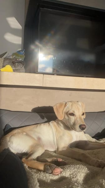 Jungspunt Snoop sucht ein neues Zuhause