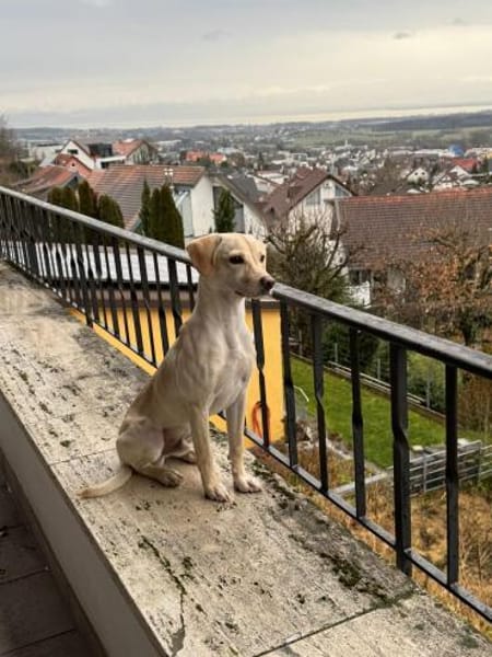 Jungspunt Snoop sucht ein neues Zuhause