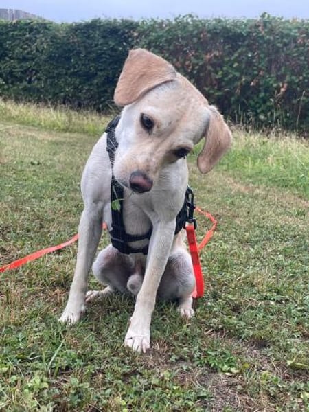 Jungspunt Snoop sucht ein neues Zuhause