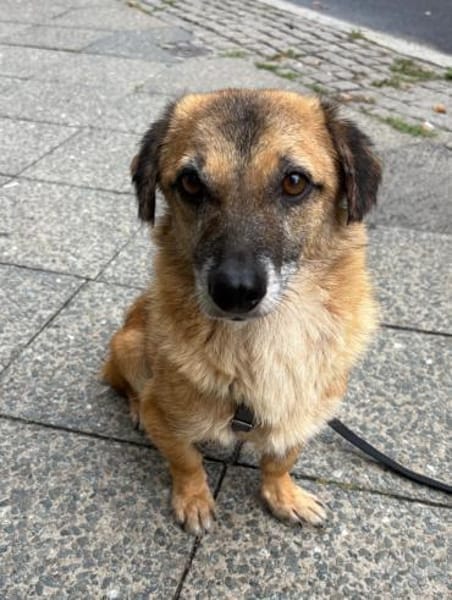Eddy, menschenbezogen, neugierig