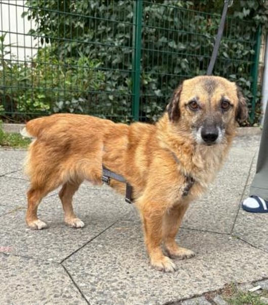 Eddy, menschenbezogen, neugierig