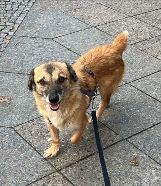 Eddy, menschenbezogen, neugierig