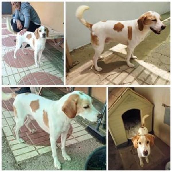 ROMEO, m., kastr., Mischling, geb. 2013