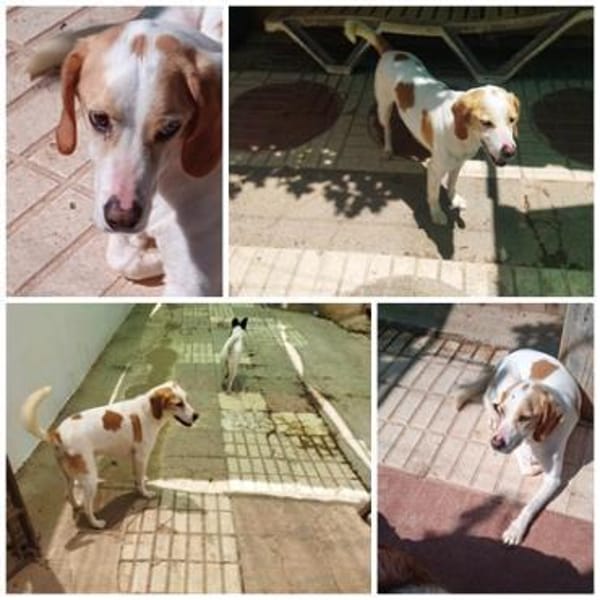 ROMEO, m., kastr., Mischling, geb. 2013