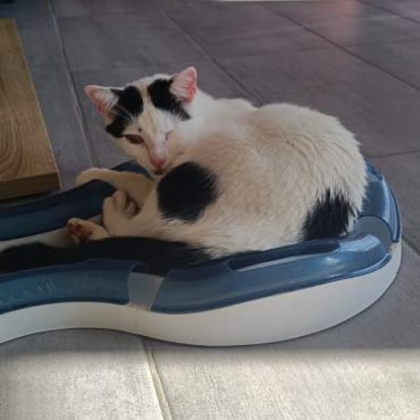 💖 Sanfter Oreo möchte ankommen 💖