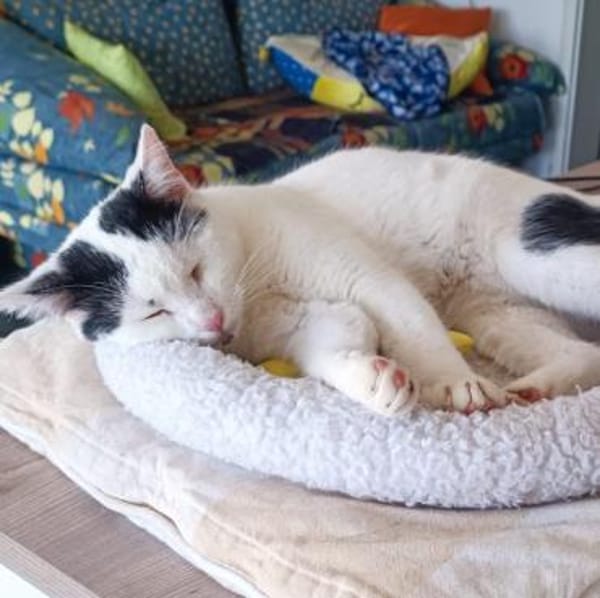 💖 Sanfter Oreo möchte ankommen 💖
