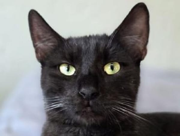 SANDRO-wunderschöner Mini-Panther-Kater