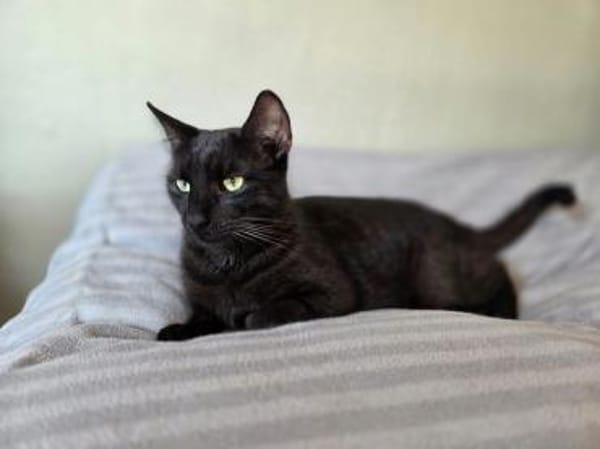 SANDRO-wunderschöner Mini-Panther-Kater