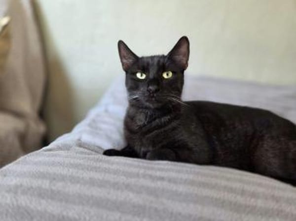 SANDRO-wunderschöner Mini-Panther-Kater