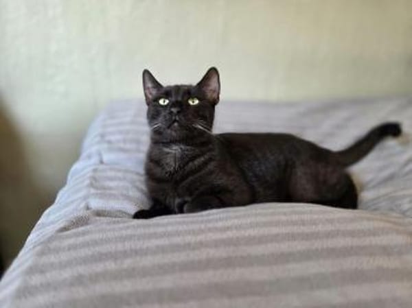 SANDRO-wunderschöner Mini-Panther-Kater