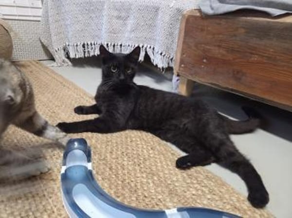 SANDRO-wunderschöner Mini-Panther-Kater