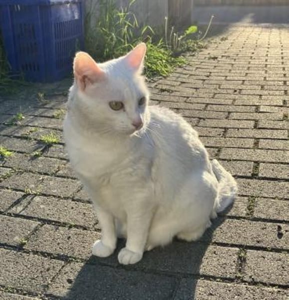 Annie sucht mit Garten oder Freigang