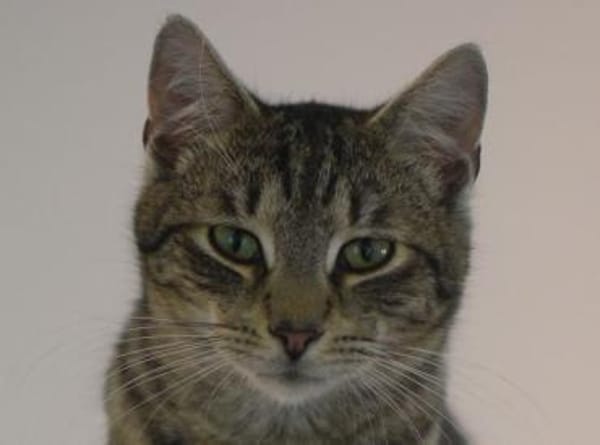 ROMEO-traumhafter Jung-Kater