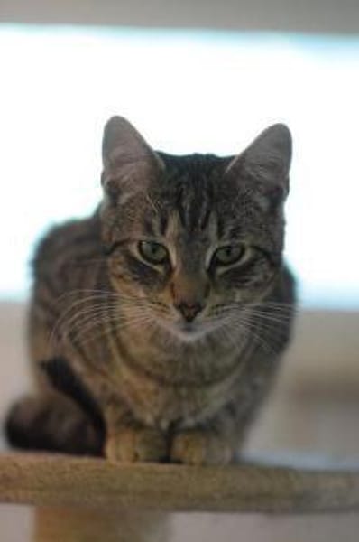 ROMEO-traumhafter Jung-Kater