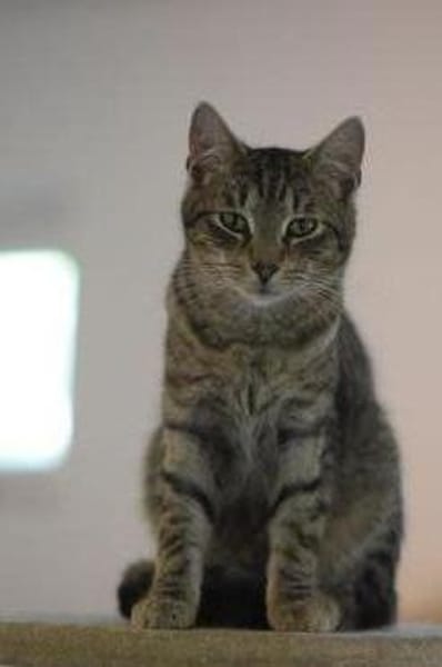 ROMEO-traumhafter Jung-Kater