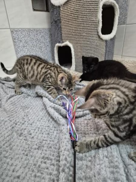Feather, Bommel und Calcifer