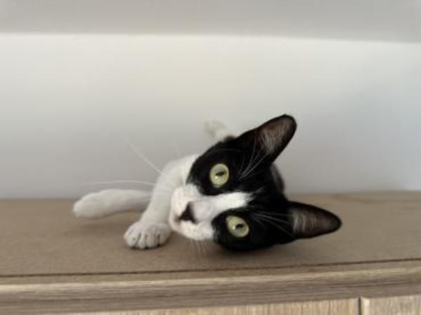 Frida die Schmusebacke