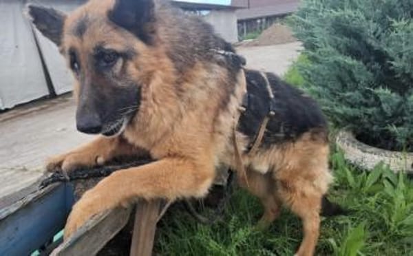 Bigby wünscht sich ein warmes Körbchen