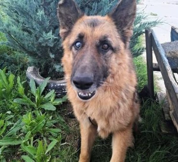 Bigby wünscht sich ein warmes Körbchen