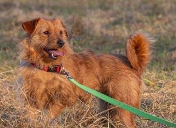 Pepita, Pflegestelle in Niedersachsen